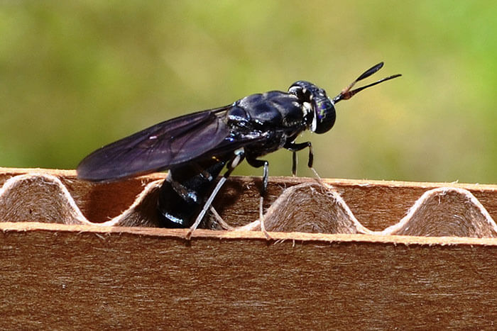black soldier fly
